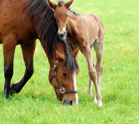 A brown horse with her foal